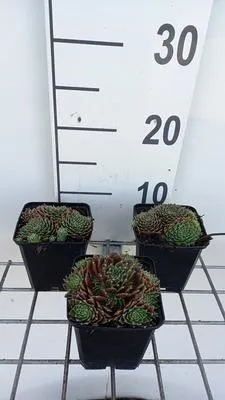 Produktbild von 6 x  Sempervivum hybr. 'Silberkarneol' - Hauswurz - Topf 9 x 9 cm