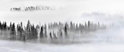 Produktbild von Sanders & Sanders Fototapete Berglandschaft mit Bäumen Schwarz, Weiß und Grau 375 x 270 cm