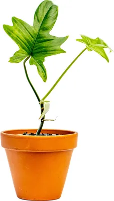 Obrázok produktu pre Gardners Philodendron Pedatum, priemer 9 cm - pomalá rastlina