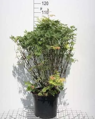 Zdjęcie produktu dla Sorbaria sorbifolia 'Sem'® - Pióropusznik syberyjski 60-80 cm - Pojemnik