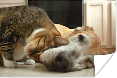 Produktbild von MuchoWow® Poster Katze - Hund - Tiere 90x60 cm - Schlafzimmer