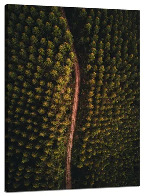 Produktbild von Leinwanddruck Naturstraße aus der Vogelperspektive 50x70