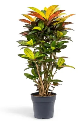 Produktbild von Codiaeum Variegatum Iceton, Wunderstrauch, 70-80 cm, Topf 24 cm, KI-generiertes Bild