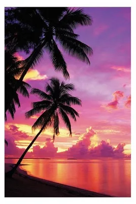 Produktbild von Tahití – Sonnenuntergang – 61x91,5 cm – Plakat/Poster