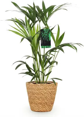 Produktbild von Howea Forsteriana Ø19cm 80-85cm Kentia Palme Zimmerpflanze mit Korb Pflegeleicht