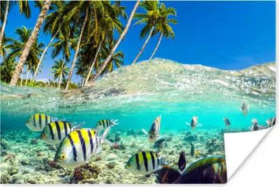 Produktbild von MuchoWow® Poster Strand - Fische - Farben 120x80 cm - Bilder