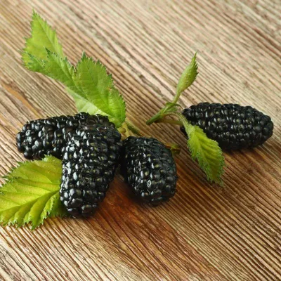 Produktbild von Maulbeere Illinois Everbearing - Morus alba x rubra 40-80 cm 3 Liter Topfballen