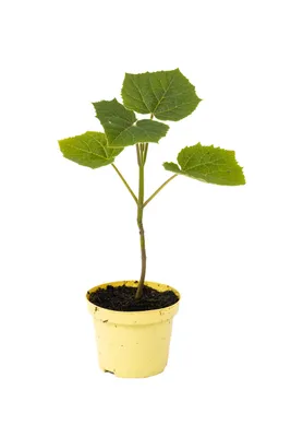 Produktbild von Paulownia Probierpaket - 4 verschiedene Paulownia zum Testen