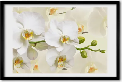 Produktbild von Bild 60x40 MDF-Rahmen, Wandkunst Orchidee