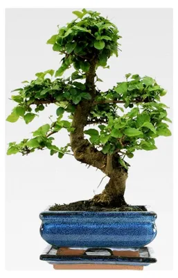 Produktbild von Bonsai Ligustrum Baum - Lebende Zimmerpflanze im 15 cm Topf