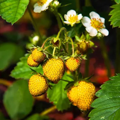 Obrázok produktu pre Sada 3 žltých jahôd – Fragaria vesca „Yellow Wonder“ – výška 10 cm – veľkosť kvetináča 9 cm