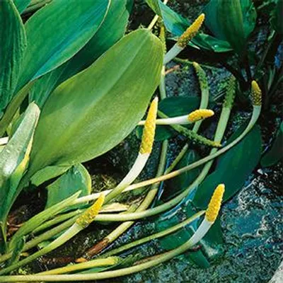 Productafbeelding van Moerings Orontium Aquaticum | Goudknots | In 9CM pot