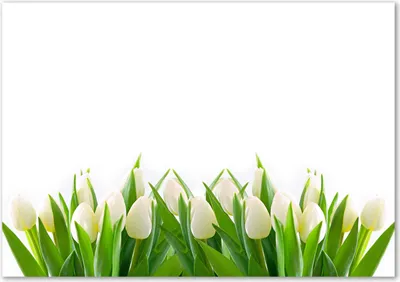 Produktbild von Tulup® Glas-Bild - 100 x 70 - Wandbild aus Glas - Wandkunst - Wandbild hinter gehärtetem Sicherheitsglas - Blumen & Pflanzen - Weiße Tulpen - Grün