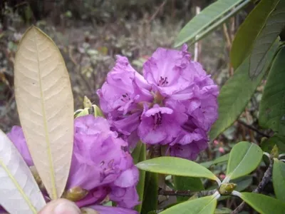 Produktbild von Wild Rhododendron / Alpenrose - Rhododendron niveum 30-40cm
