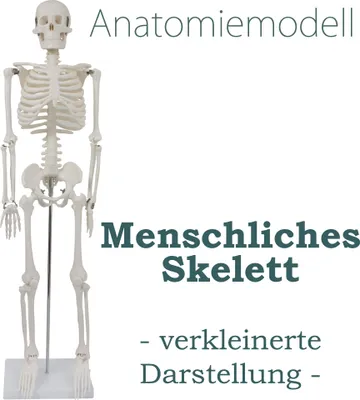 Produktbild von Anatomický model kostry Zmenšená anatomická kostra Ľudská kostra Ľudské telo 87 cm Anatomický model kostry človeka so stojanom Deco MedMod