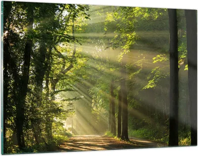 Produktbild von Bilder auf glas - Wald Baum Natur - 120x80cm - Glasbilder - Wandbilder - Kunstdruck - zum Aufhängen bereit - Wanddekoration aus Glas - Glas Bilder - Wandbild auf Glas - Einteilig - GAA120x80-3661