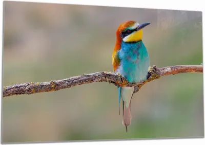 Produktbild von Wallario Herdabdeckplatte aus Glas, Größe 80 x 52 cm 1-teilig, Motiv Vogel auf Ast