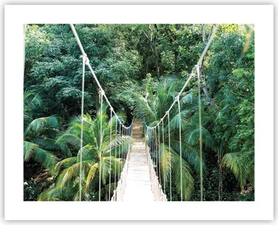 Produktbild von Poster - Poster ohne Rahmen - Tropen Dschungel Brücke - 50x40 cm - Wand Bild - Wanddeko - Wandbilder - Kunstposter - Wandposter - Bilder - Kunstdruck - Wanddekoration - Wandbild - P2XAA50x40-4963