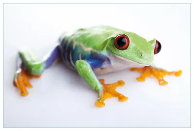 Produktbild von Wallario Küchenrückwand aus Glas, Größe: 90 x 60 cm, Motiv: Lustiger Frosch in grün und orange | Spritzschutz | abwischbar | pflegeleicht | in