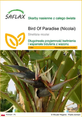 Zdjęcie produktu dla SAFLAX - Bird Of Paradise (Nicolai) - 5 Nasiona - Strelitzia nicolai