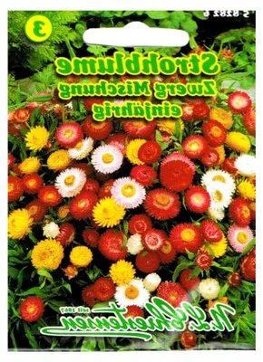 Produktbild von Strohblumen Zwergmischung Helichrysum bracteatum Trockenblume