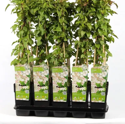 Produktbild von Rdest pnący 60-70 cm - Fallopia aubertii, silnie rosnący i obficie kwitnący - idealny do pnączy, ogrodu i balkonu