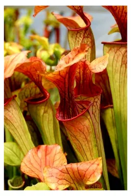 Produktbild von Rote Schlauchpflanze (Sarracenia purpurea)