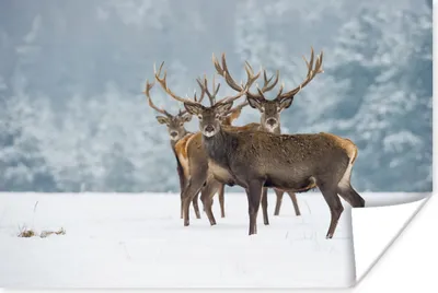 Produktbild von MuchoWow® Poster Hirsche - Tiere - Schnee - Winter - Landschaft - Natur 180x120 cm - Fotoplakat