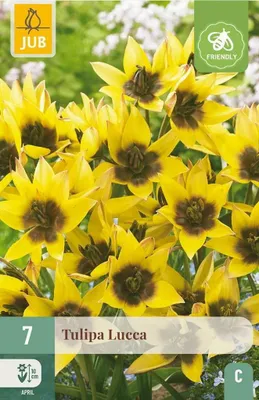 Productafbeelding van Tulipa lucca 7st JUB