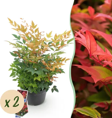 Image de Green boutiQ - Plante de jardin - Nandina Gulfstream - Orange - 2 plants - À feuillage persistant - Peu d'entretien - Pot de 17 cm, hauteur 45 cm
