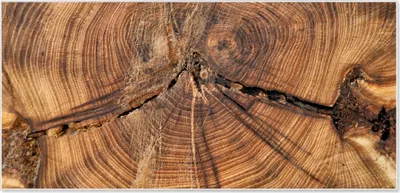 Produktbild von Stahl Magnettafel Querformat 37x78cm Jahresringe