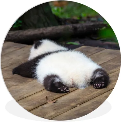 Produktbild von MuchoWow® Rundes Wandbild - Runde Bilder Panda - Holz - Tiere Ø 30 cm Kreis Wanddekoration Kunststoff - Wandkreis - Wandschmuck - Schlafzimmer - Bilder - Der Kreis - Kunst für die Wohnung - Plastik - Kunstdruck - Wandbild