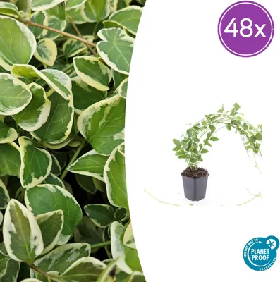 Immagine prodotto di Vinca major 'Variegata' | 48 pezzi - 10-25cm - Ø9cm - Pianta da giardino