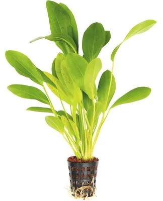 Obrázek produktu pro Vodní rostlina Echinodorus Dschungelstar Nr. 3