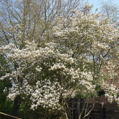 Produktbild von Kupfer-Felsenbirne Amelanchier lamarckii im 4 Liter Topf 60-100 cm
