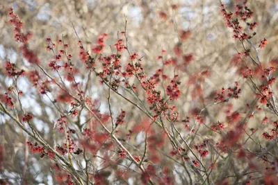 Produktbild von Hamamelis intermedia 'Diane', Zaubernuss, rot, 40–60 cm