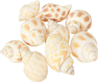 Produktbild von Dekorative Seeschneckenhäuser für Maritimes Flair
