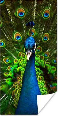 Produktbild von MuchoWow® Poster Pfau - Federn - Muster - Blau 20x40 cm - Plakat - Foto