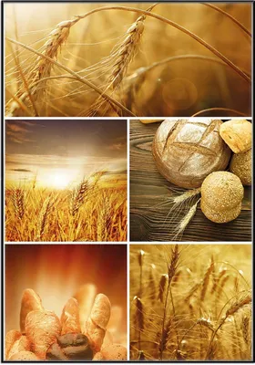 Produktbild von Wallario Wandbild Getreide und Brotsorten aus Weizen, Größe: 70,30 x 100,30 cm, Poster mit schwarzem Aluminiumrahmen