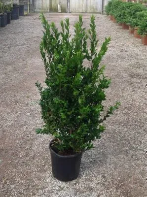 Image de Myrtus communis - Myrte commun 60- 80 cm - Conteneur