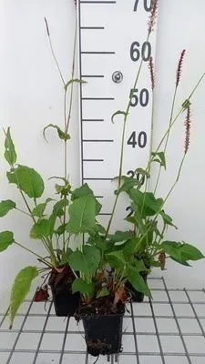 Immagine prodotto di 6 x Persicaria ampl. 'Rowden Gem' - Nodo delle candele - vaso 9 x 9 cm