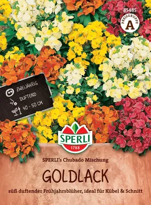 Produktbild von SPERLI Goldlacksamen Chubado 60 Pflanzen
