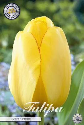 Artikelbild 2 von 'Tulpe Golden Parade (10 Stück)' aus der Kategorie Tulpenzwiebeln