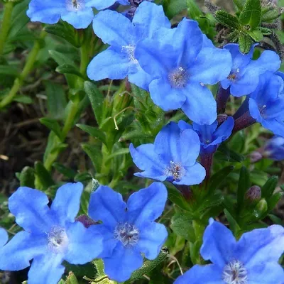 Produktbild von 6 x Blauer Steinsame  - Lithodora diffusa 'Heavenly Blue'  | Topf 9cm x 9cm