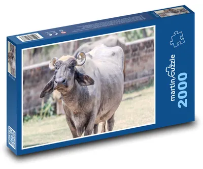 Zdjęcie produktu dla martinpuzzle - Puzzle 2000 - Buvol