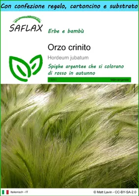 Immagine prodotto di SAFLAX Set regalo - Orzo crinito - 70 semi - Hordeum