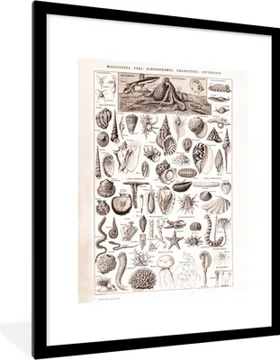 Produktbild von MuchoWow® Gerahmtes Poster Meerestiere - Muschel - Schwarz - Weiß 60x80 cm - Poster mit Schwarzem Bilderrahmen Wandposter Rahmen Foto Bilder - Wohnzimmer - Dekorationen - Prämie