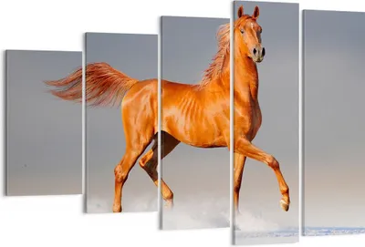 Produktbild von Bild auf Leinwand - Leinwandbild - Tiere Pferd Galopp Geschwindigkeit - 150x100cm - Wand Bild - Wanddeko - Leinwanddruck - Bilder - Kunstdruck - Leinwand bilder - Wandkunst - EG150x100-2590