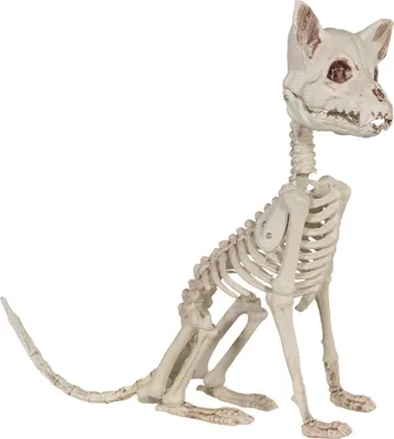 Produktbild von Katzenskelett als Halloween Deko 48cm