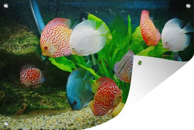 Obrázek produktu pro MuchoWow® Zahradní plakáty - Ryby v akváriu - 120x180 cm - Zahradní dekorace